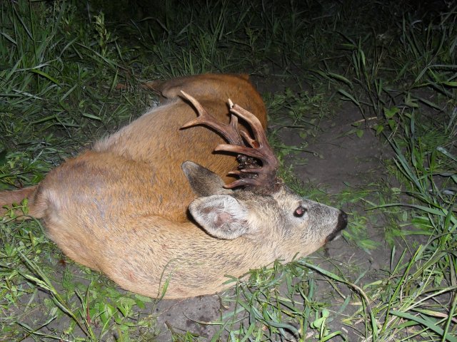 Polowania indywidualne